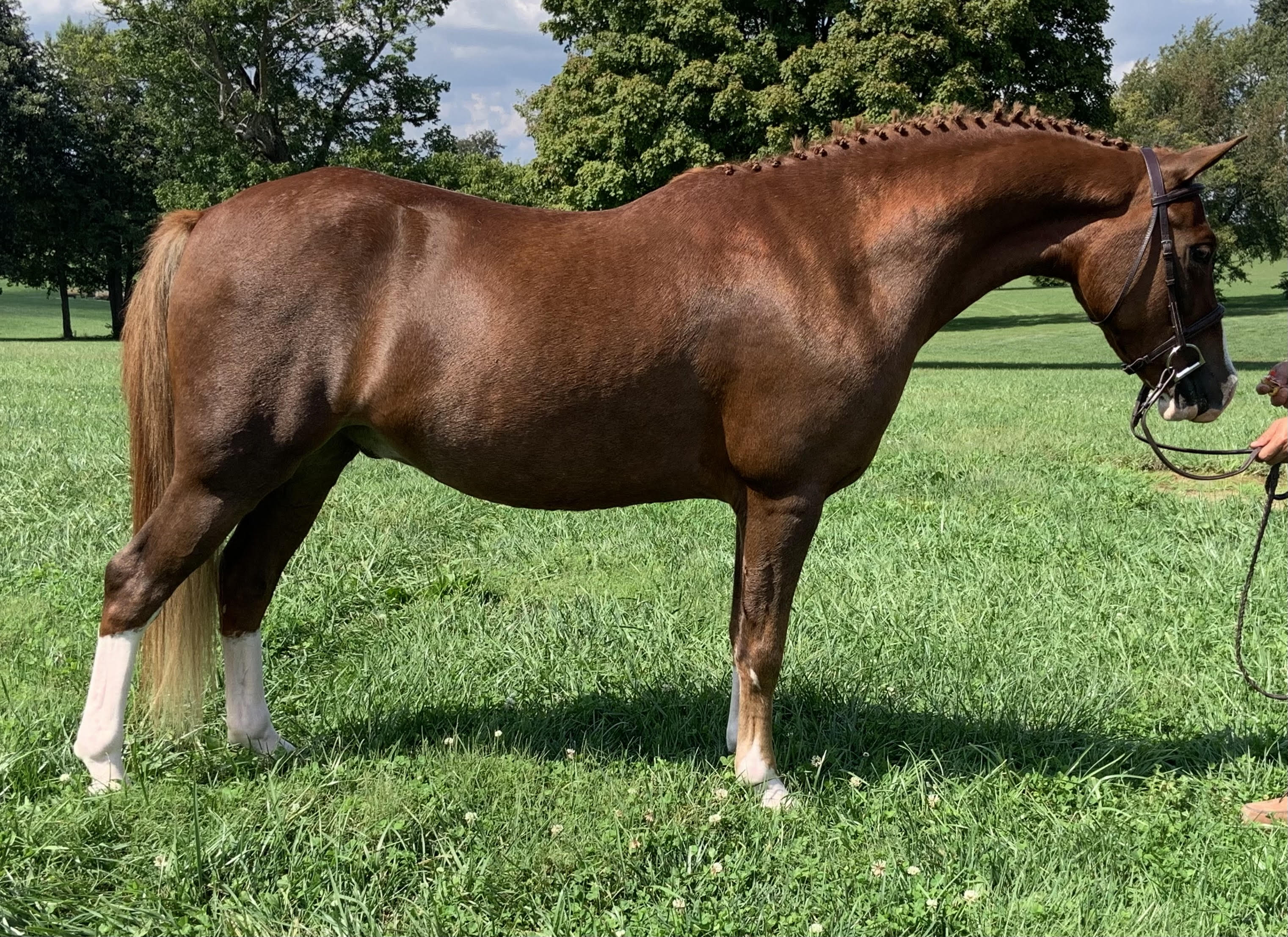 Duck Duck Goose Saddle Lake Equestrian Center