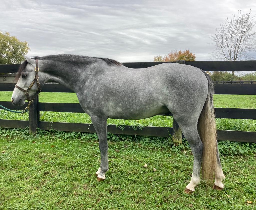 Royal Masterpiece – Saddle Lake Equestrian Center