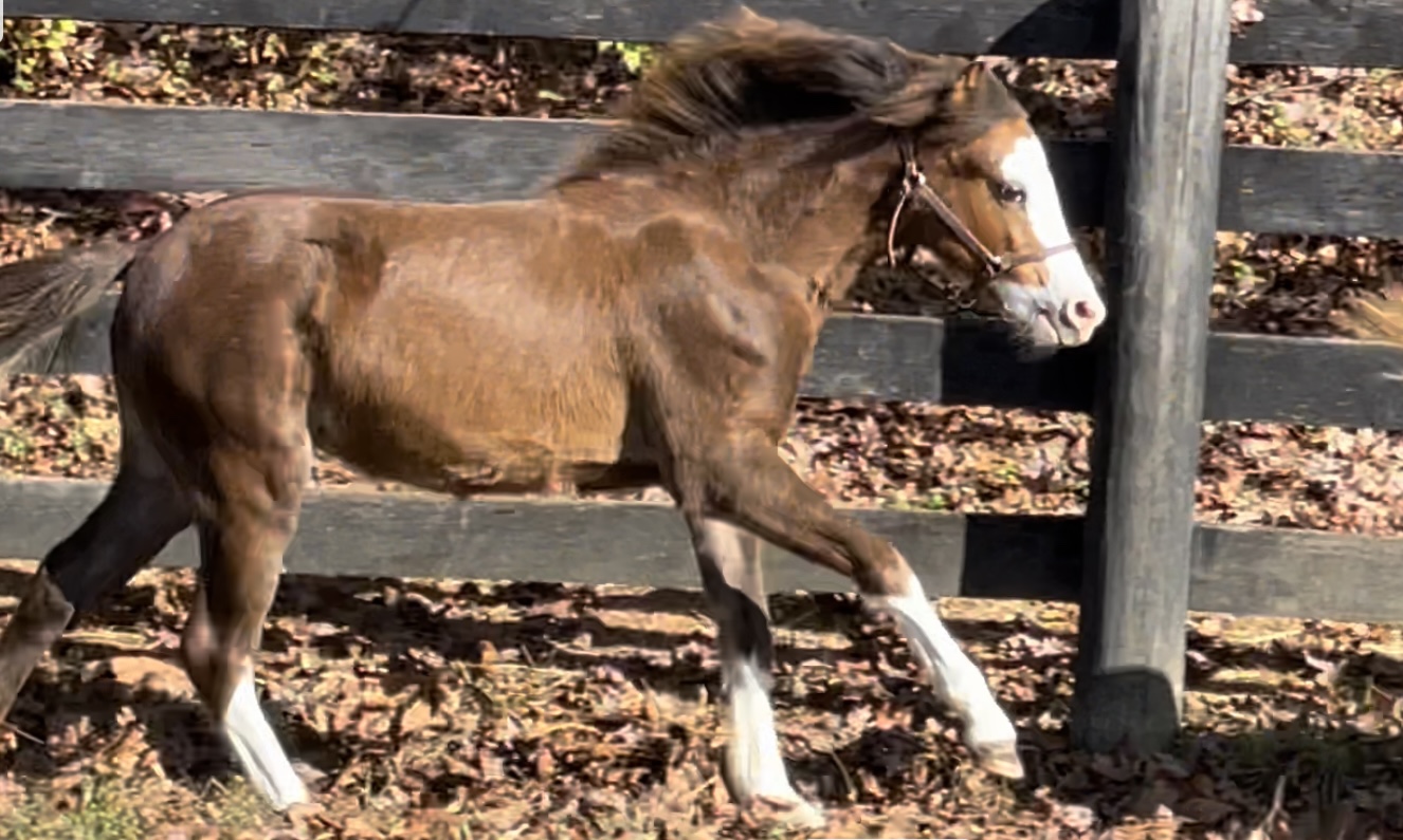 Royal Satin Slipper Saddle Lake Equestrian Center