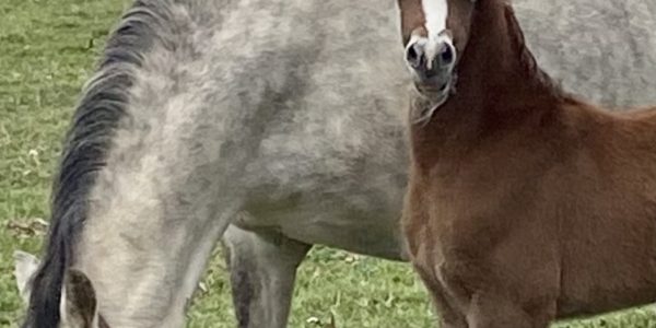 Royally Over The Top